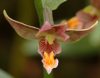 Epipactis Sabine